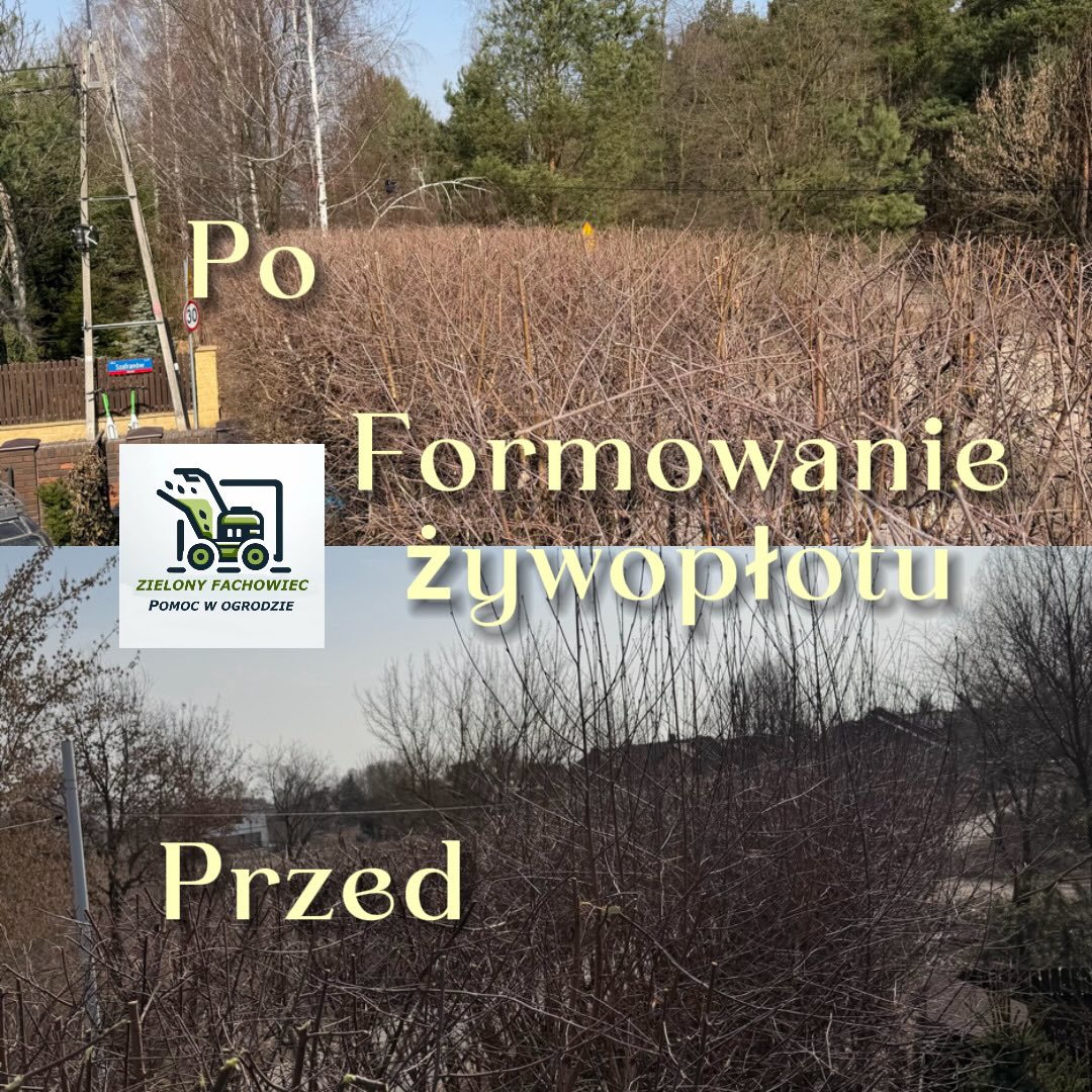 Formowanie żywopłotów i roślin ozdobnych - zdjęcie 2