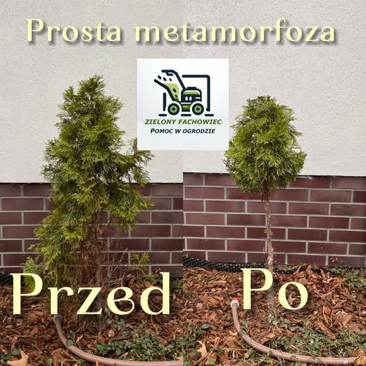 Formowanie żywopłotów i roślin ozdobnych - zdjęcie 4