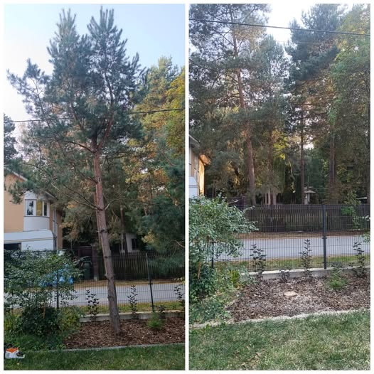 Usuwanie obumarłych i niechcianych roślin - zdjęcie 8