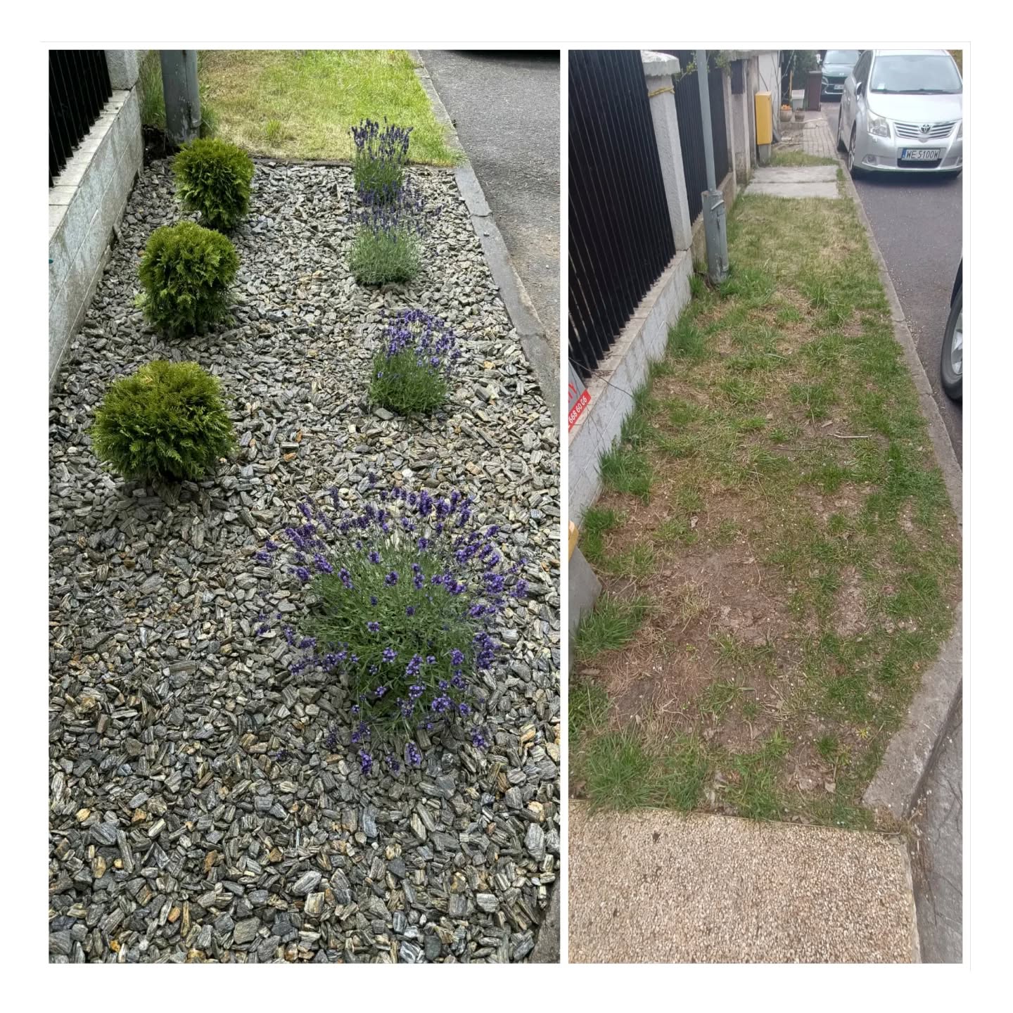 Sadzenie drzew, krzewów i bylin - zdjęcie 2